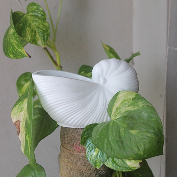 Decorative Conch Shell Holder - Image 2