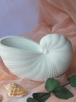 Decorative Conch Shell Holder